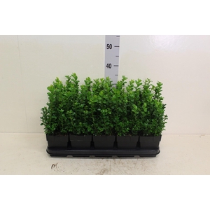 Buxus semp.   ...