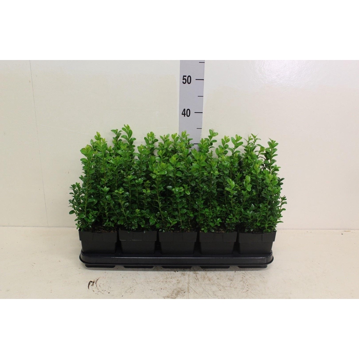 <h4>Buxus semp.   ...</h4>