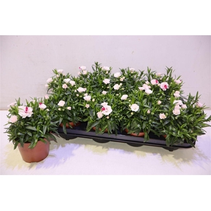 arr8 Dian Osc White Red