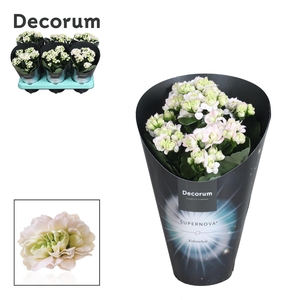 Kalan Calan Supernova Pinkish White P10.5