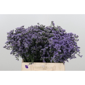 Limonium Utah Blue
