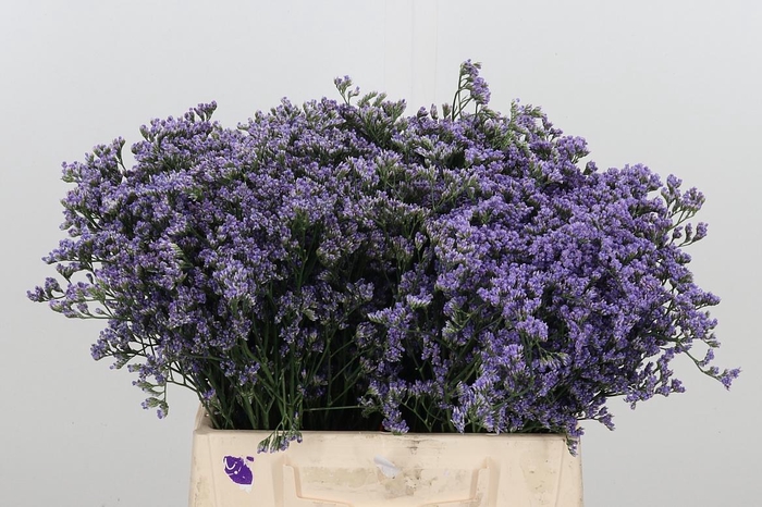 <h4>Limonium Utah Blue</h4>