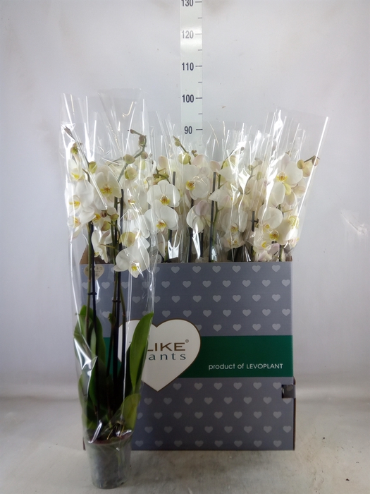 <h4>Phalaenopsis   ...white</h4>