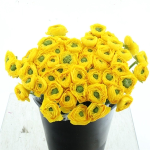 Ran Su Sr Omega Yellow Super