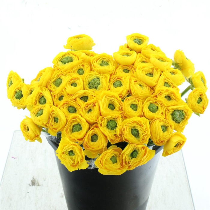 <h4>Ran Su Sr Omega Yellow Super</h4>