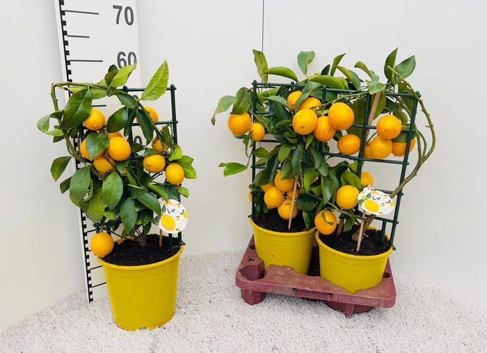 <h4>CITR MEYERI MEYER</h4>