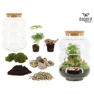 90859: DIY Terrarium arrangement