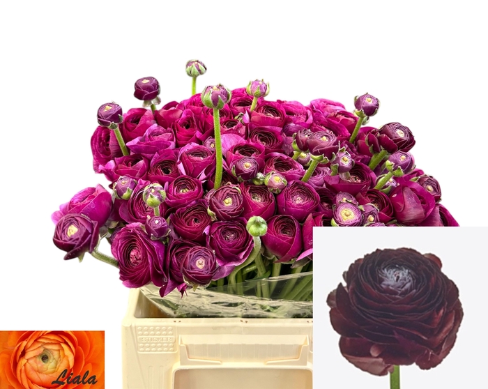 <h4>RAN SU NERONE</h4>