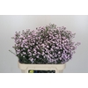 Aster Baby Pink Pearl