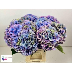 Hydrangea dazzling dazzle classic