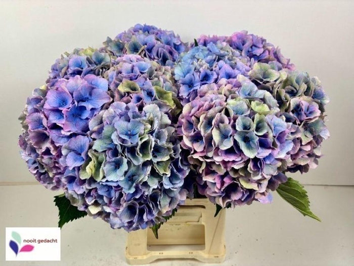 <h4>Hydrangea dazzling dazzle classic</h4>