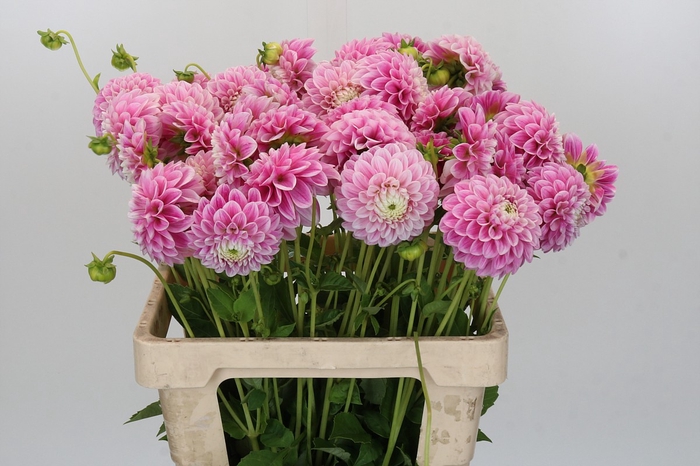 <h4>Dahlia Marshmallow Baby</h4>