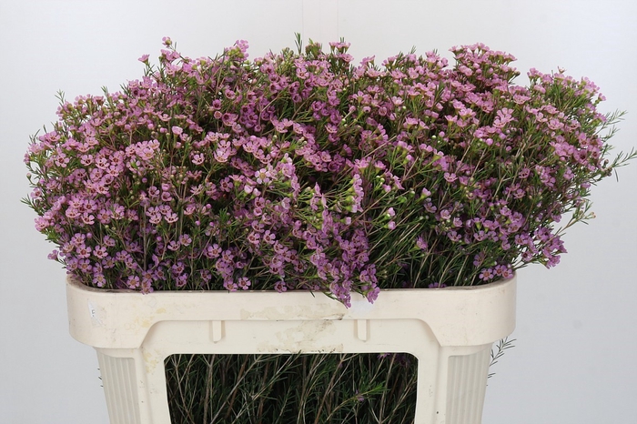 Chamelaucium Michal