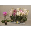 Phal Gem