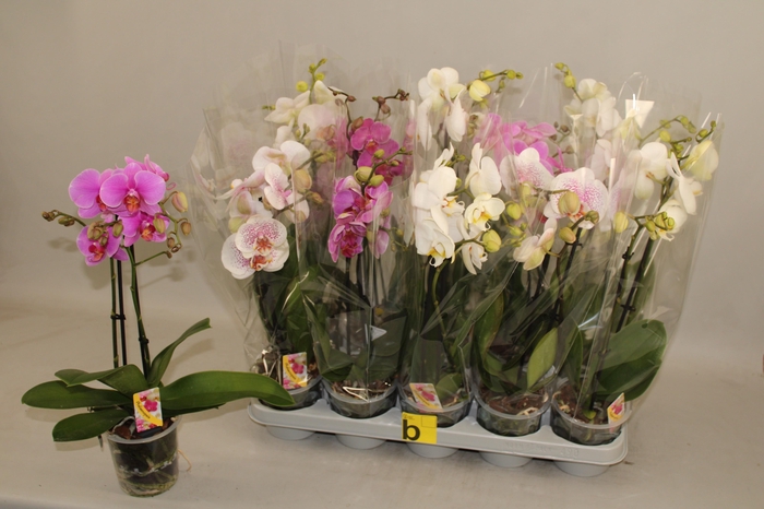 Phal Gem