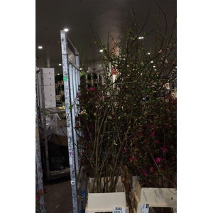 Chaenomeles Jap Pink 160 180cm P Stem X15