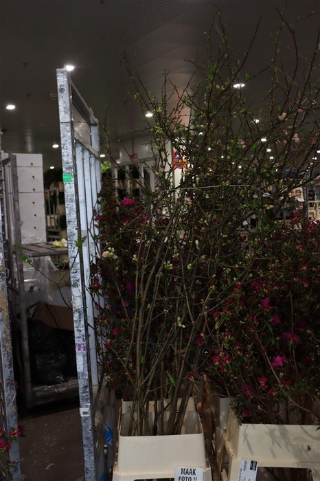 <h4>Chaenomeles Jap Pink 160 180cm P Stem X15</h4>