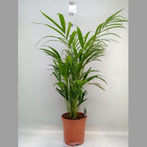 Dypsis lutescens   ...Chrysalidoca