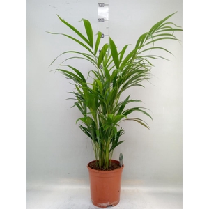 Dypsis lutescens   ...Chrysalidoca