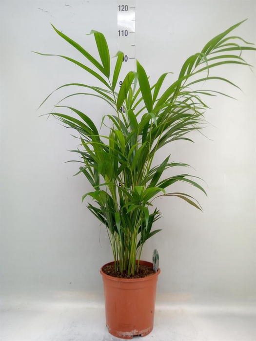 Dypsis lutescens   ...Chrysalidoca