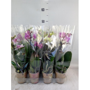 Phalaenopsis   ...mix