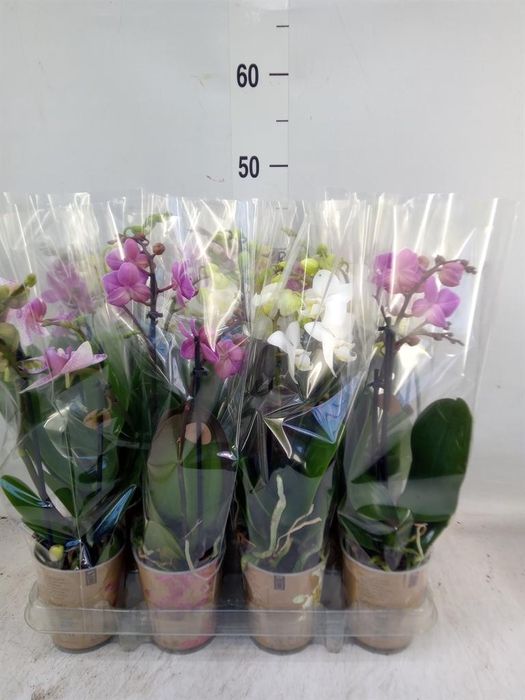 <h4>Phalaenopsis   ...mix</h4>