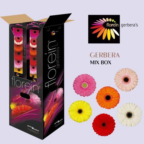 <h4>Gerbera aquabox mix in row</h4>