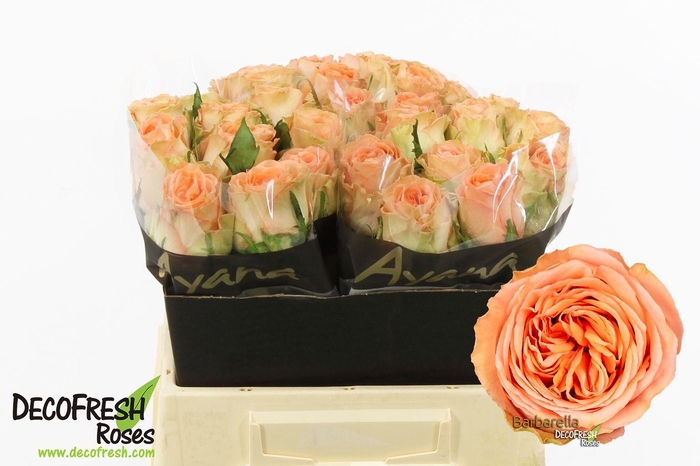 <h4>R Gr Barbarella</h4>