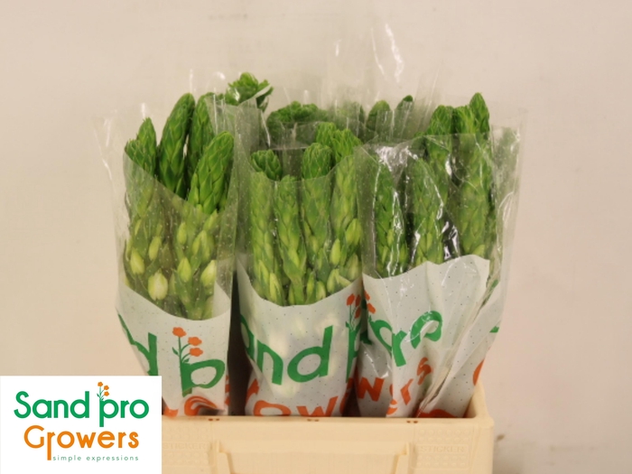 <h4>ORNIT THY MILKY WAY</h4>