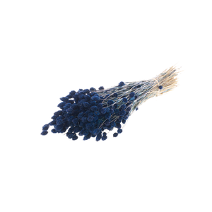 Phalaris Dark Blue