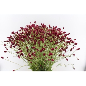 Sanguisorba Arnhem Red