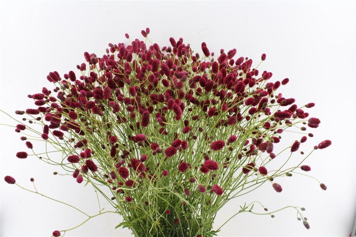 <h4>Sanguisorba Arnhem Red</h4>