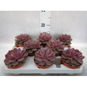 Echeveria   ...