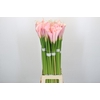 Zantedeschia Eydolls Pink