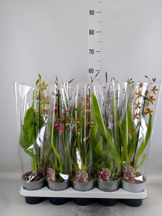 <h4>Cambria   ...mix</h4>