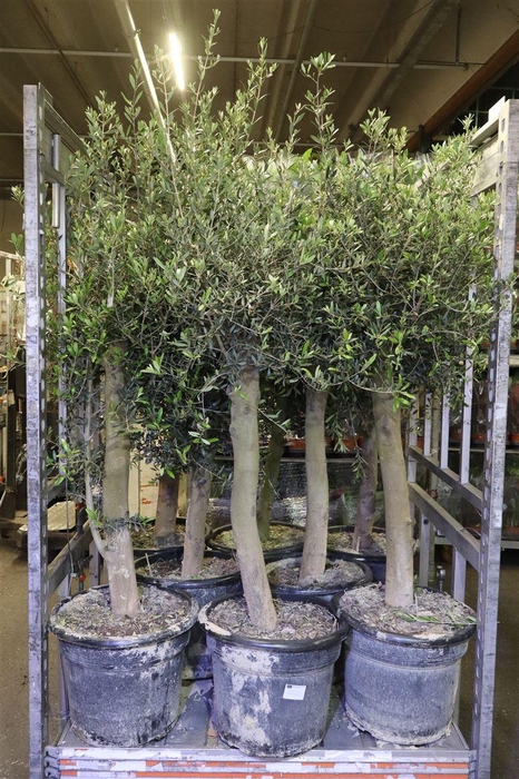 <h4>Olea Europaea</h4>