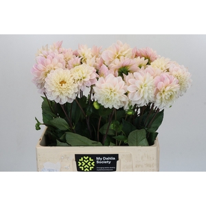 Dahlia Sweet Nathalie