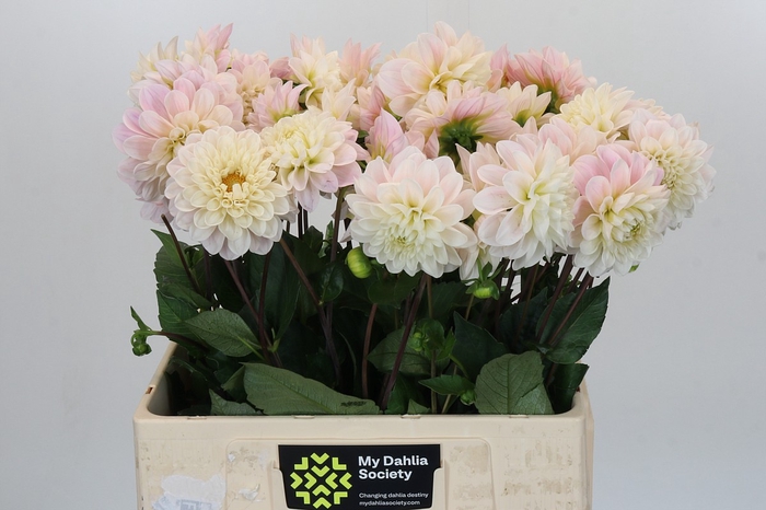 Dahlia Sweet Nathalie