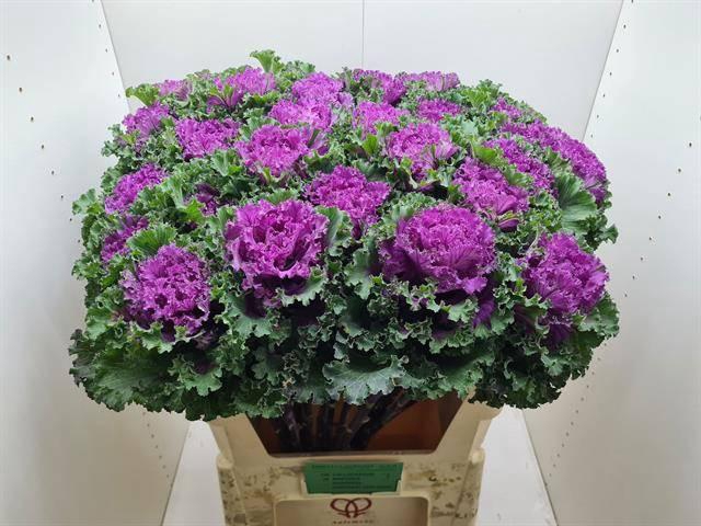 <h4>BRASS CRANE RU RED</h4>