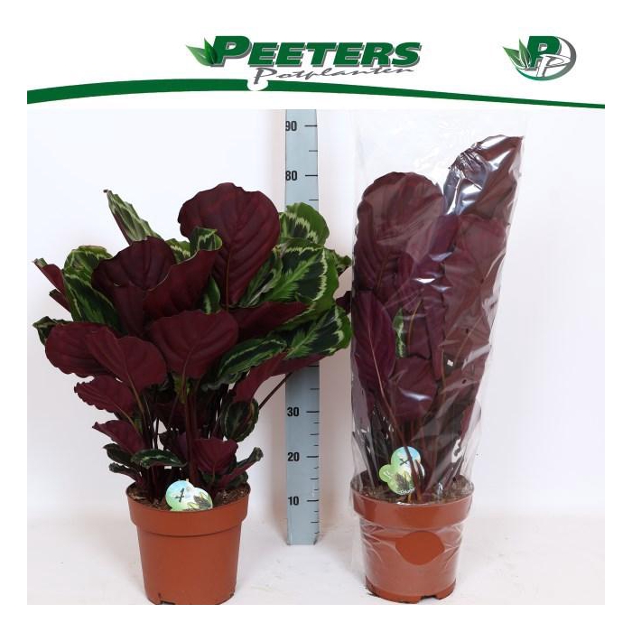 <h4>CALAT MEDALLION</h4>