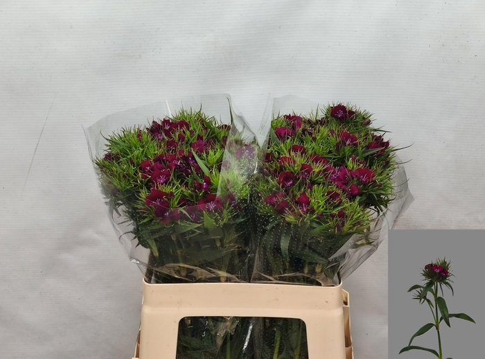 <h4>DI BARB S WILL PURPL</h4>