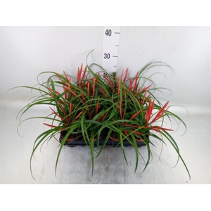 Tillandsia flabellata