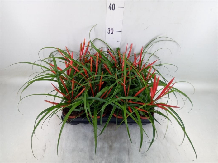<h4>Tillandsia flabellata</h4>