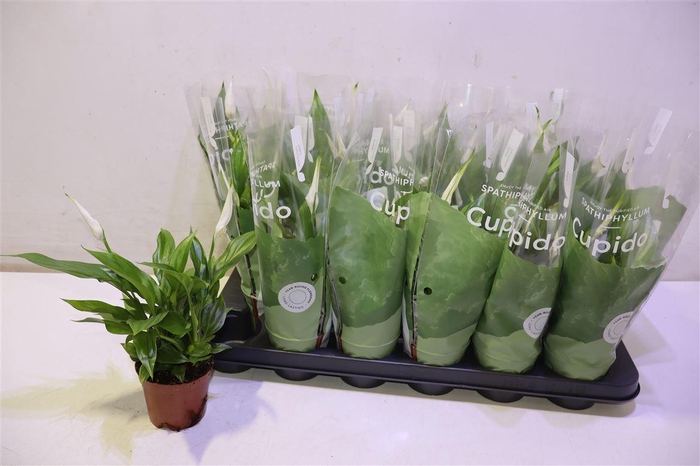 <h4>Spath Pearl Cupido</h4>