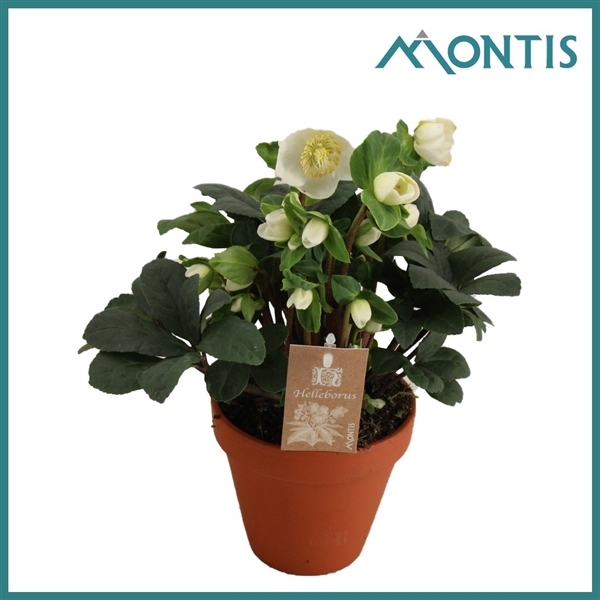 <h4>Helleborus Christmas Carol 15 cm in Terra Cotta XL</h4>