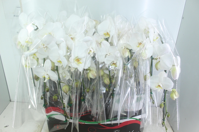 <h4>PHALAENOPSIS CASCATA P12 BRANCO 2 HT</h4>