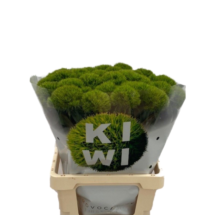 <h4>DI BARB KIWI MELLOW</h4>