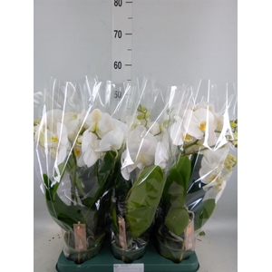 Phalaenopsis  'Spirit White'