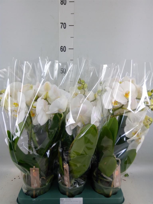<h4>Phalaenopsis  'Spirit White'</h4>