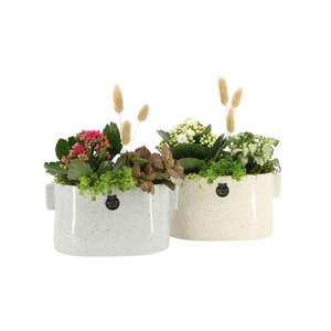 Arrangementen kamerplanten 6%